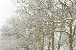 Deciduous trees, alders (Alnus) covered with snow