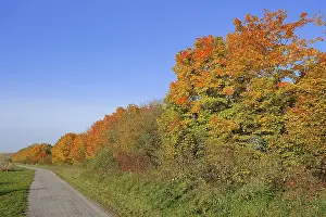 Deciduous trees along a hiking trail in autumn