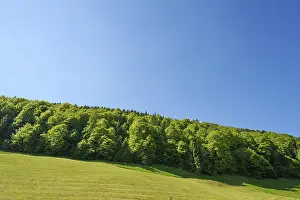 Deciduous trees in spring, Bavaria