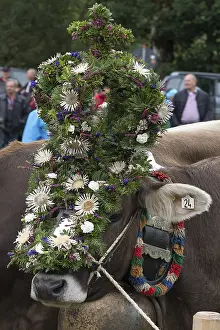 Decorated cow for the cattle seperation