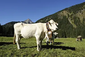 Decorated cows, Almabtrieb, where the cattle are led back from their alpine pasture