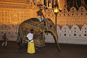 Category Buddhism Prints: Decorated elephant, Buddhist festival Esala Perahera