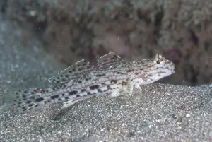 Decorated Goby (Istigobius decoratus) adult