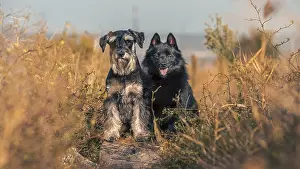 Decorative dog breeds schipperke and Miniature Schnauzer stand with their front paws on a log at park