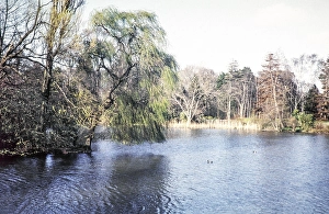 Decoy Pond and woodland, Hampden Park, Eastbourne, East Sussex, England, UK April 1960
