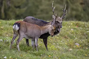 Deep affection. A Japanese sika deer (Cervus nippon nippon) doe cuddles intensely with a stag
