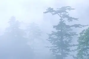 Deep fog in natural woodland. pine tree in the forest