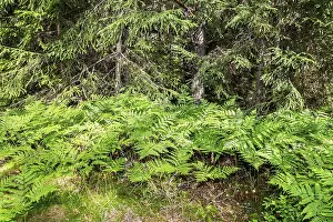 Deep forest with spruce trees and fern in summer day
