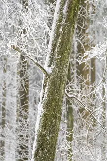 Deep in the forest in winter with snow and hoarfrost on the trees