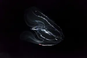 Deep sea jellyfish with bioluminescence