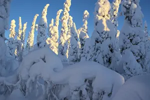 Deep snow-covered spruce forest (Norway spruce)