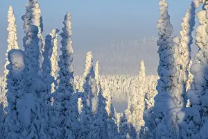 Deep snow-covered spruce forest (Norway spruce)