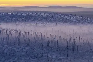 Deep snow-covered spruce forest (Norway spruce)
