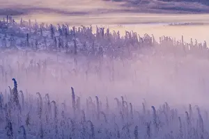 Deep snow-covered spruce forest (Norway spruce)