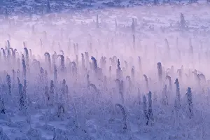 Deep snow-covered spruce forest (Norway spruce)