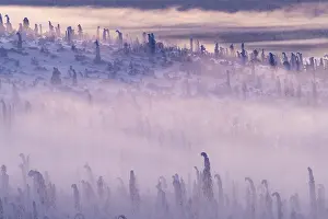 Deep snow-covered spruce forest (Norway spruce)