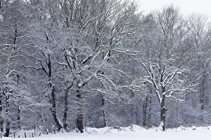 Deep snowy winter landscape with snow-covered trees on the edge of the forest