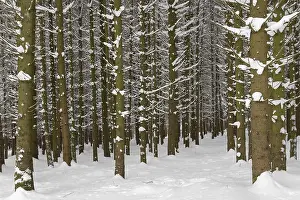 Deeply snowy fir forest