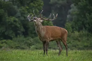 A deer with antlers in a lush green forest environment
