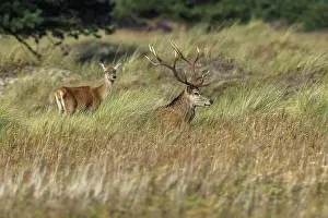 Two deer with antlers in the tall grass of a forest clearing