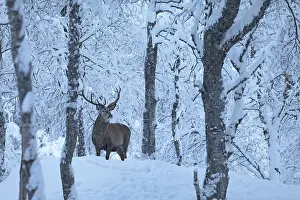 Deer (C) in Polar Park in winter