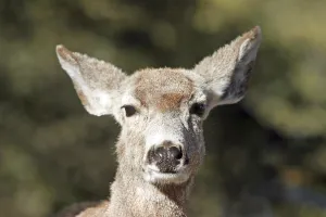 Deer (Capreolus capreolus), portrait