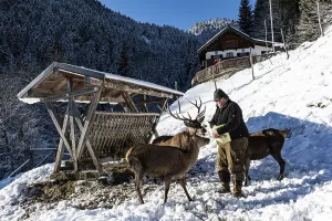Deer feeding at the Reiseralm near Lenggries with host Alois Oswald