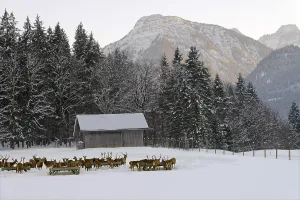 Deer feeding in winter, VorderriB