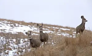 Deer in Field in Saskatchewan Canada winter