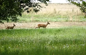 Two deer in a field, summer, Germany