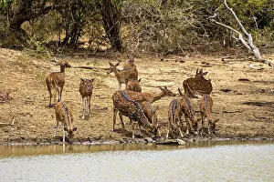 Several deer gather to drink on a bank in a wooded area