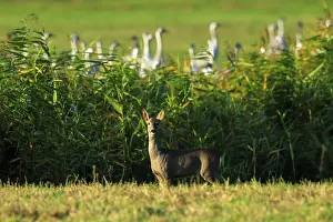 A deer in a grassy landscape with bamboo in the background and twilight