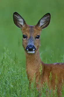 Deer in green meadow, curious and alert