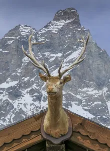 Deer Head, Chalet Etoile, Plan Maison