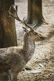 Deer with large horns in the forest Bialystok