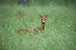 A deer looks calmly out of the lush grass of a forest