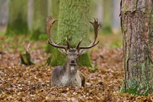 Deer lying in foliage in an autumn forest