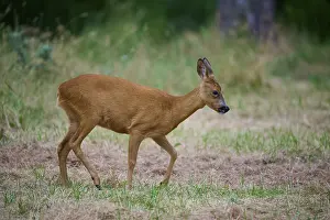 A deer moves thoughtfully through a green meadow