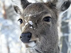 A deer with patches of snow in the winter forest