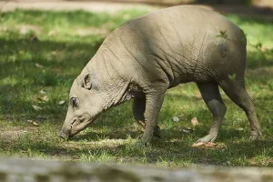 Deer-pigs (Ibabi rusa) walking on the ground