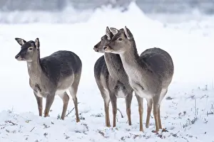 Deer in the snow, Black Forest, Germany, Europe