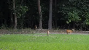 Deer standing in a field at the edge of the Wad