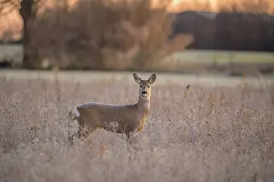 A deer stands in a field with trees silhouetted against a sunset background