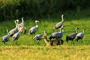 A deer stands on a green field surrounded by several cranes under sunny skies