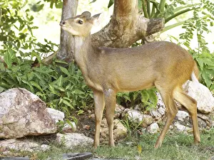 Deer of the Swampland, Nestling