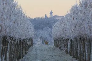 Deer in the vineyard, behind Benedictine monastery Stift Gottweig