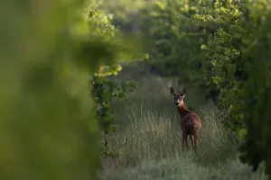 Deer in the vineyard Biburg, Eifel Rhineland-Palatinate