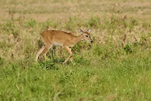 A deer walks across a green meadow on a sunny day