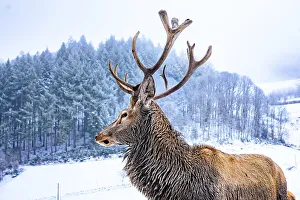 Fascination Winter - Animal Prints: Deer in winter with snow, Ottenhoefen