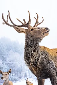 Deer in winter with snow, Ottenhoefen